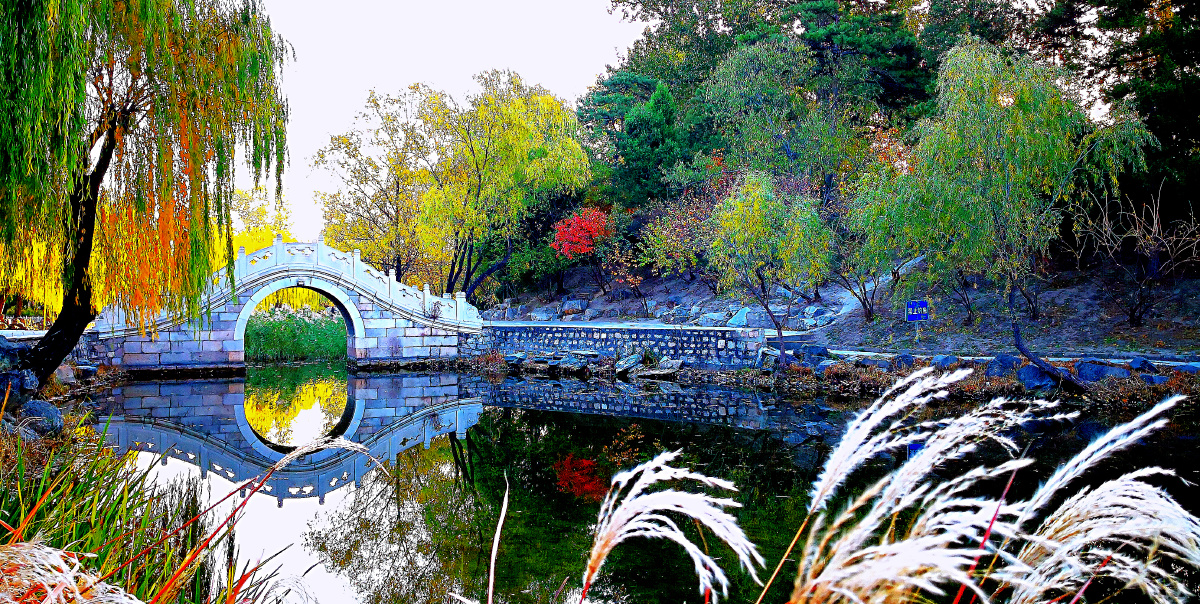 清华园荷塘月色