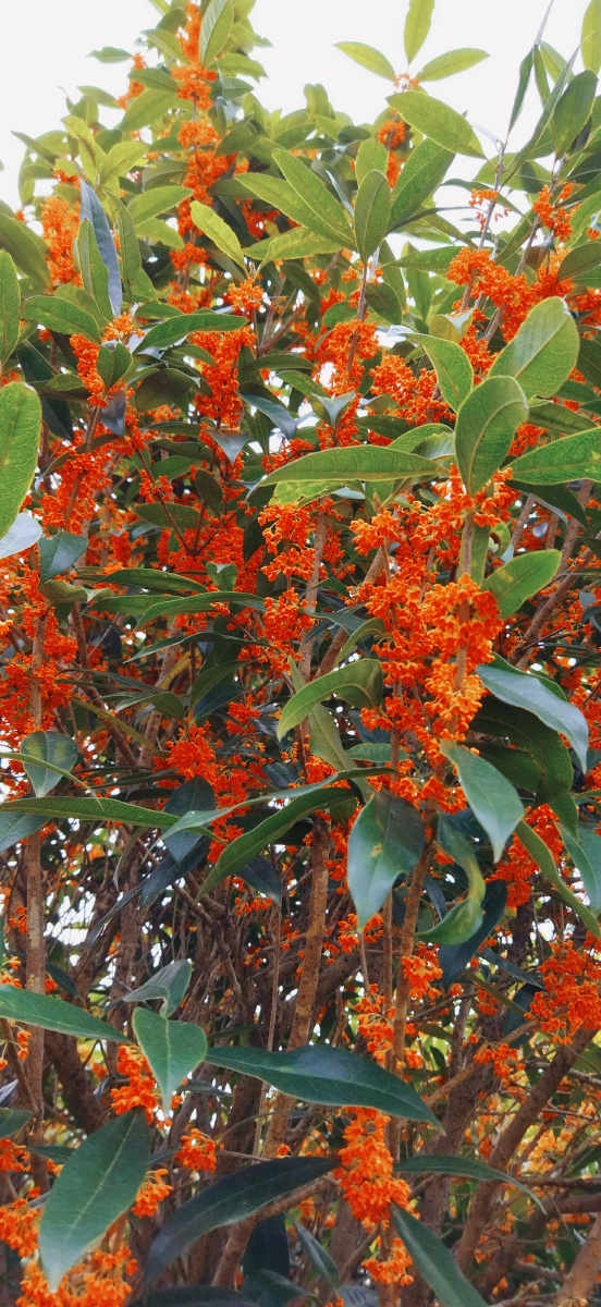 金秋十月丹桂飘香