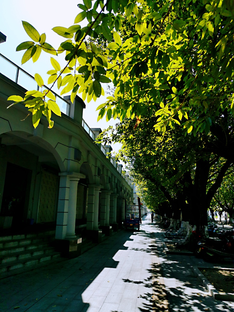 城市绿景绿树成荫的街景,令人赏心悦目. - 快乐王子ok - 图虫