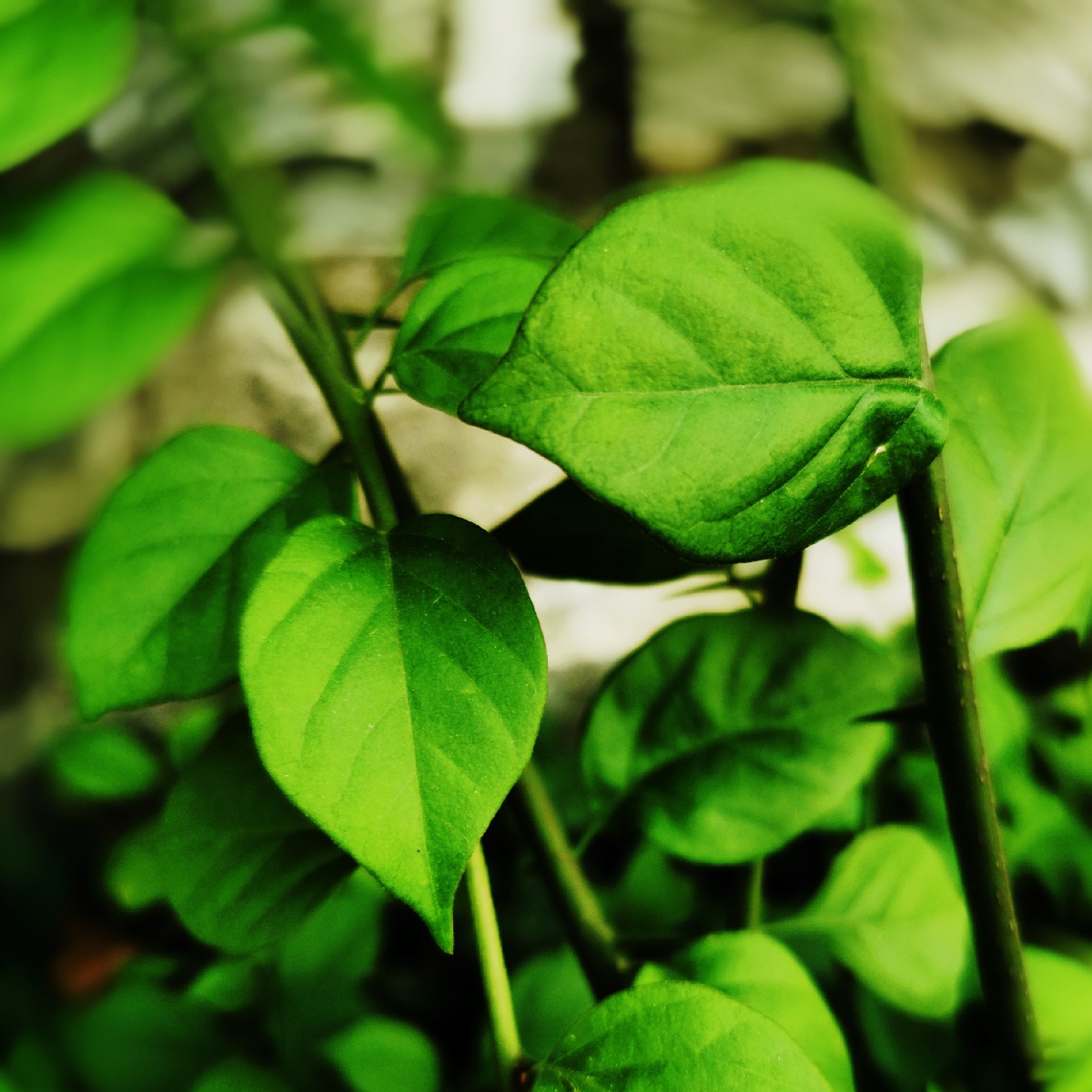 绿之魅惑绿色是希望绿得耀眼绿得纯静绿得透明