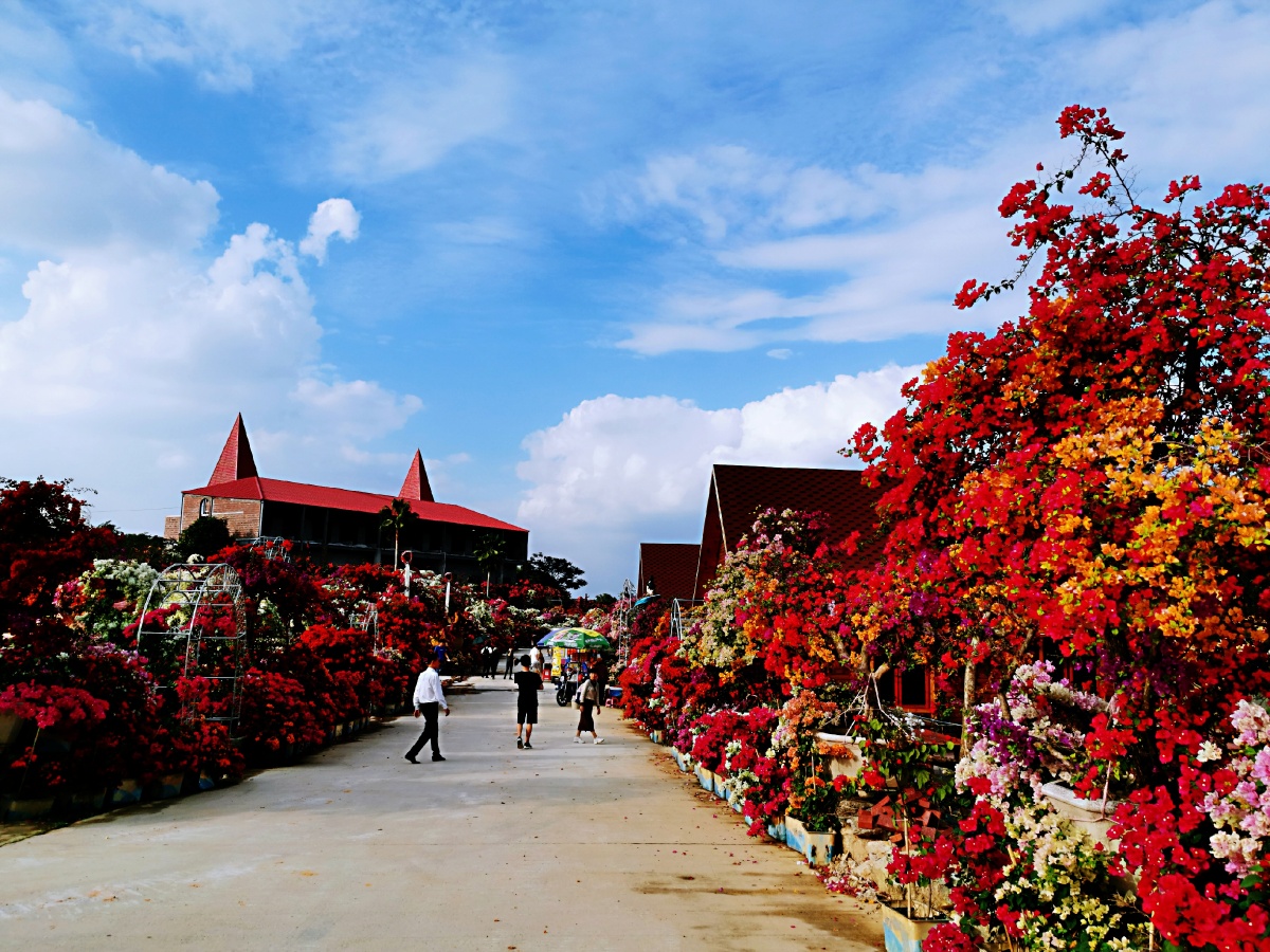 在冬暖花开的地方冬日在广东高州粤龙山花开满山醉美迷人
