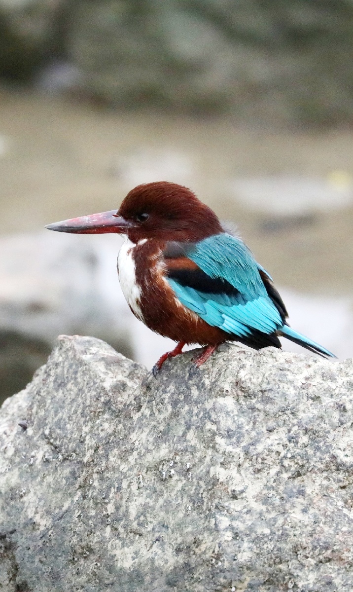 我在深圳湾公园拍的大翠鸟