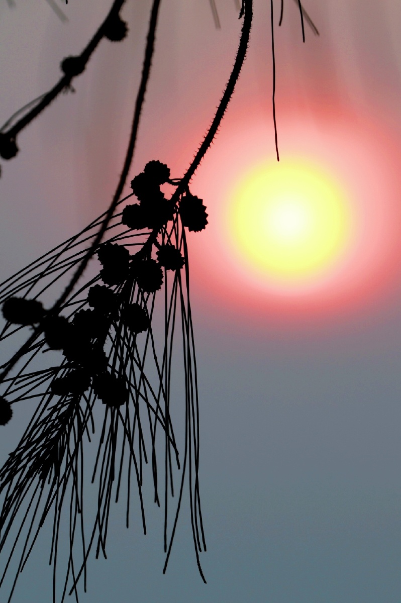 每天早晨我都会关注并用我独创的方法拍太阳