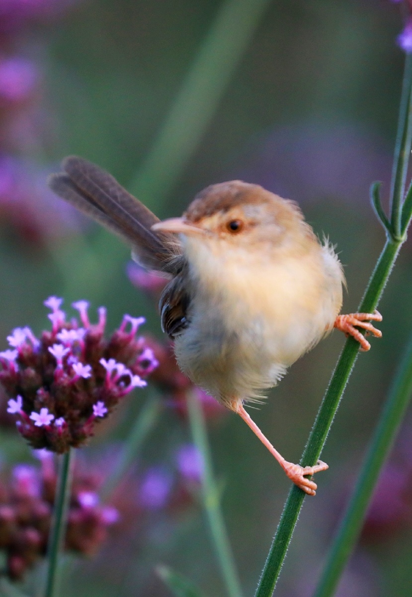 小小鸟儿萌萌哒