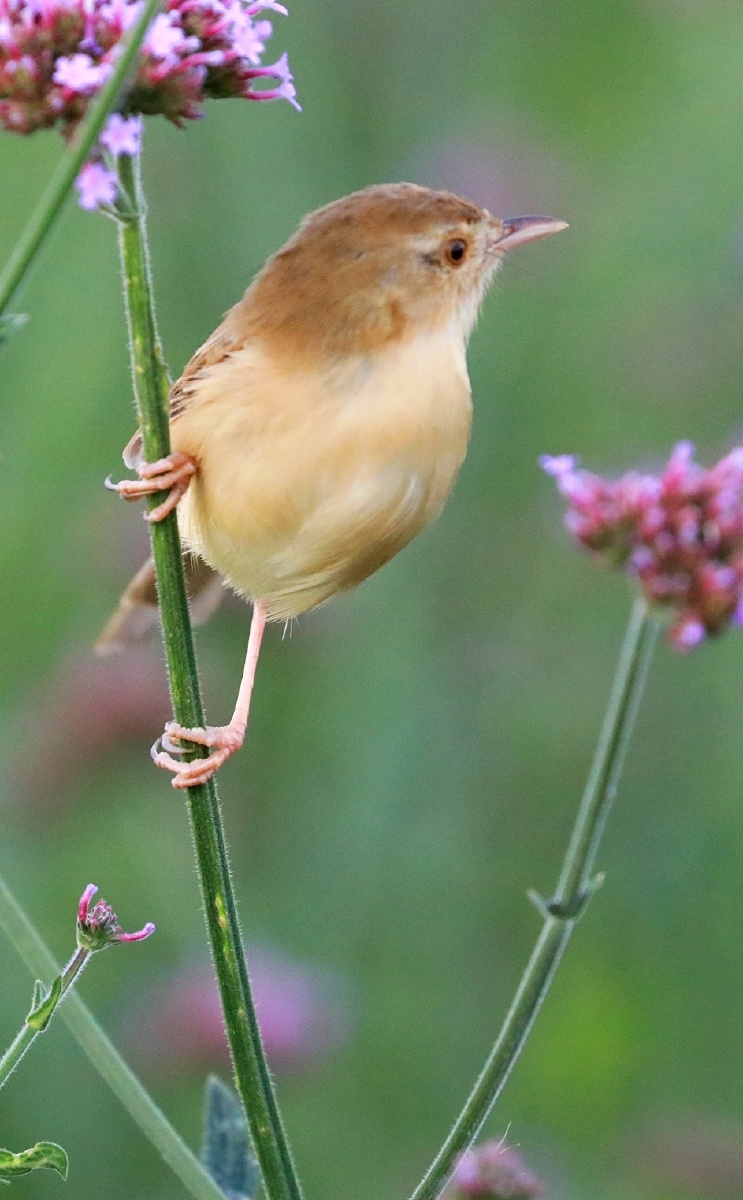 小小鸟儿萌萌哒