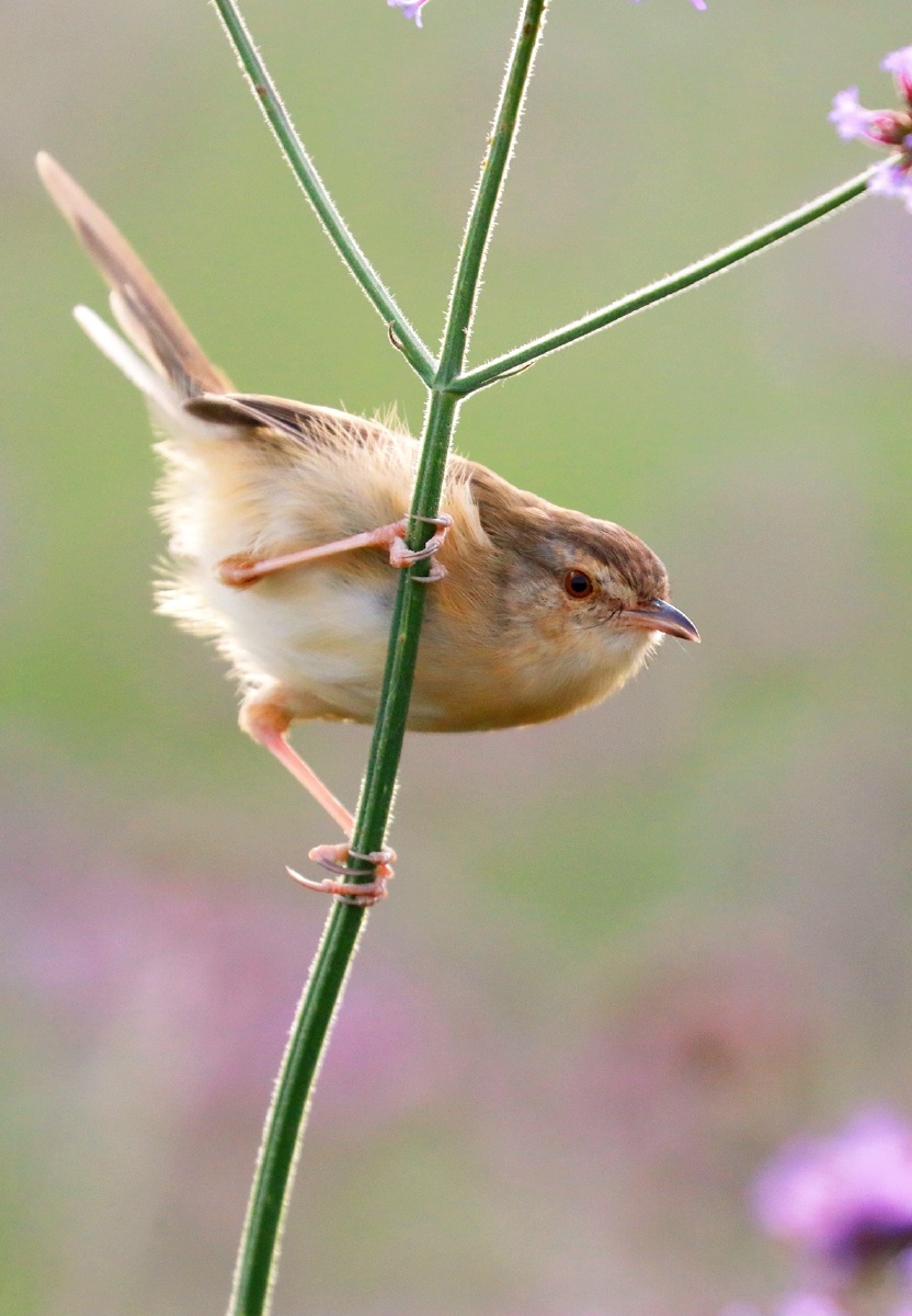 小小鸟儿萌萌哒