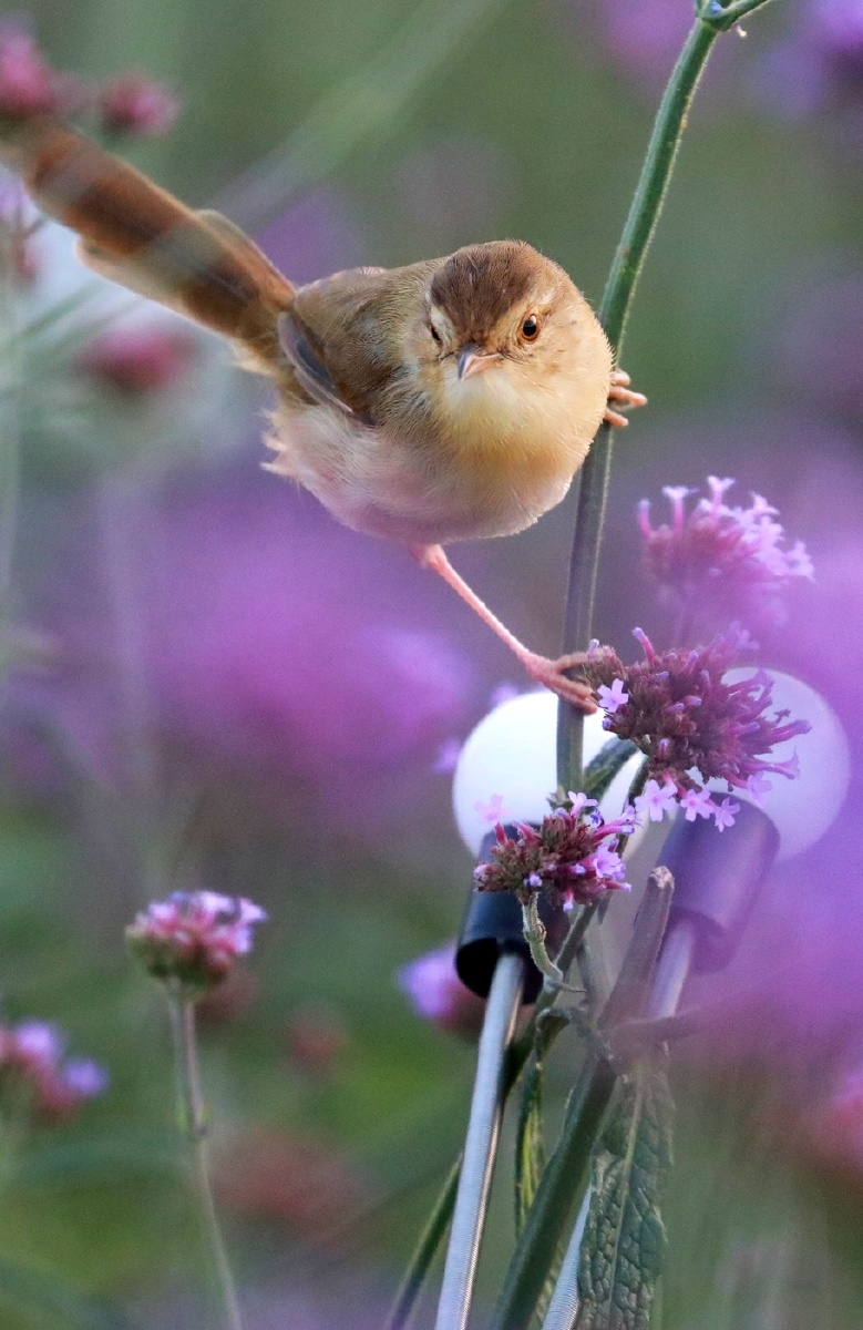 小小鸟儿萌萌哒