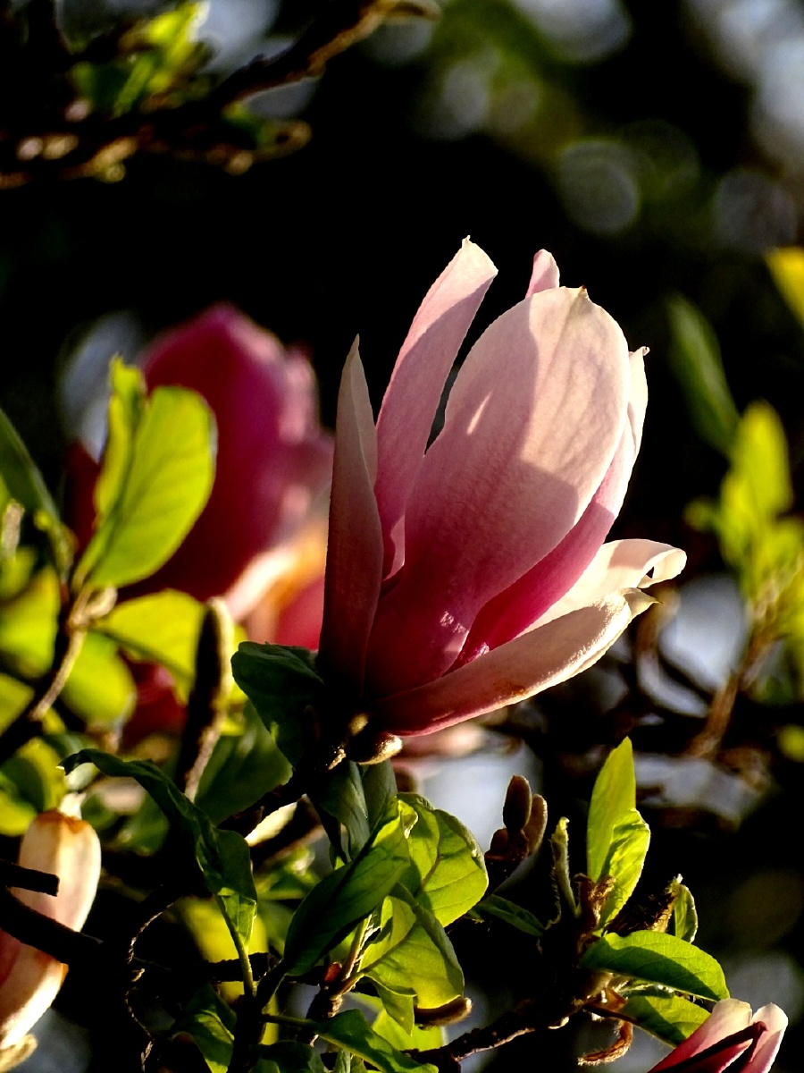 木兰花 - 摄影师自重 - 图虫