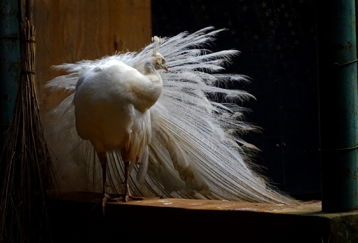 冰清玉洁白孔雀