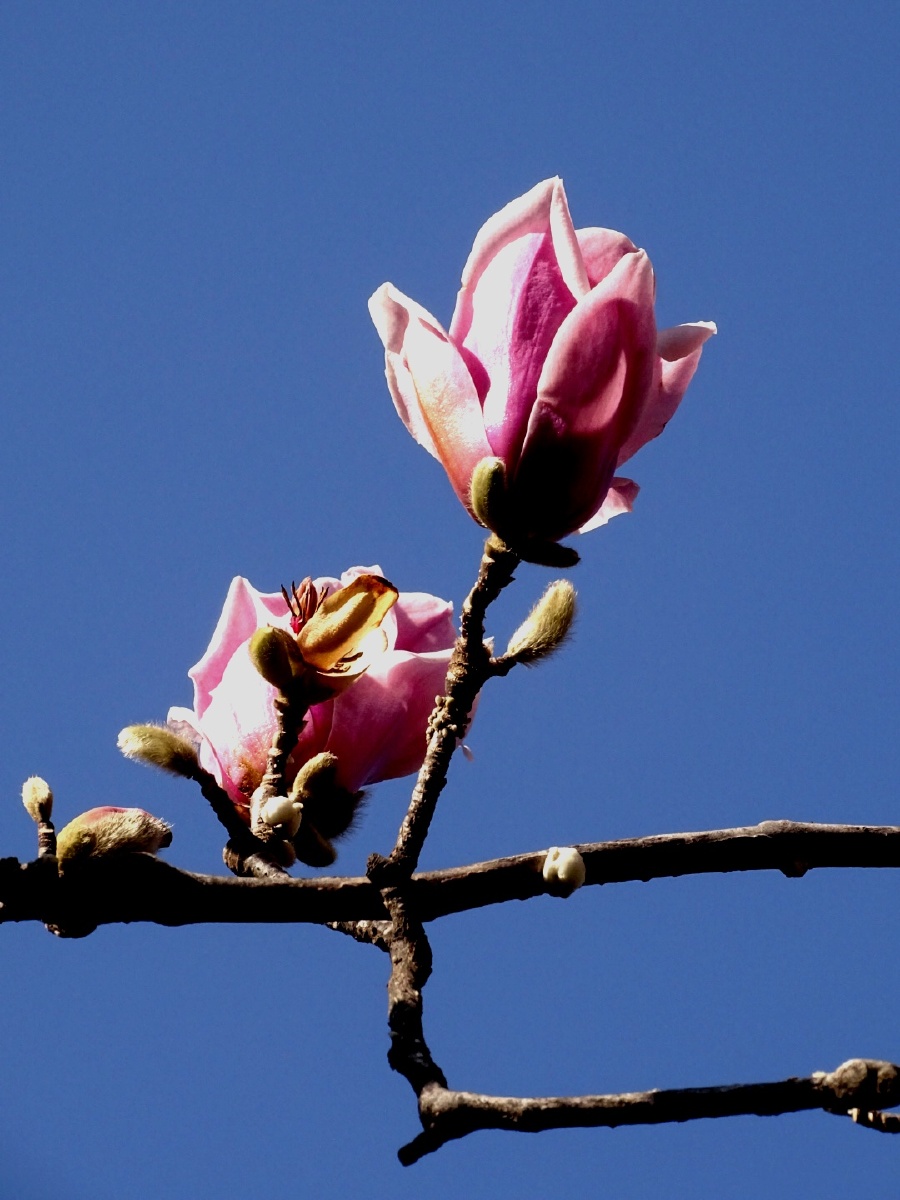 木兰花 - 摄影师自重 - 图虫