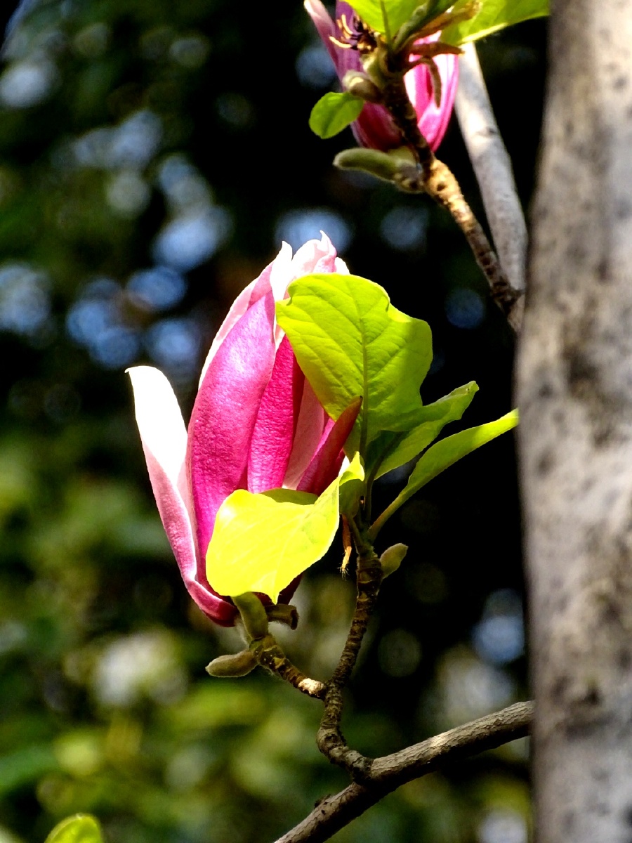 木兰花 - 摄影师自重 - 图虫