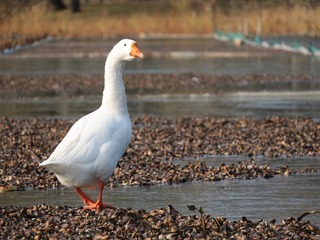 84032