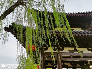 踏春