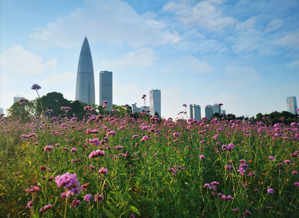深圳流花山公园成片的薰衣草和阳光灿烂的日子让一周疲劳用好心情替代