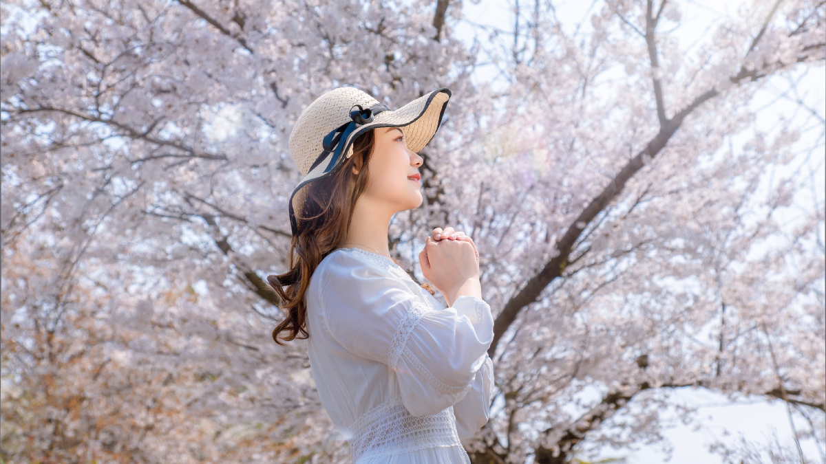 樱花树下的唯美