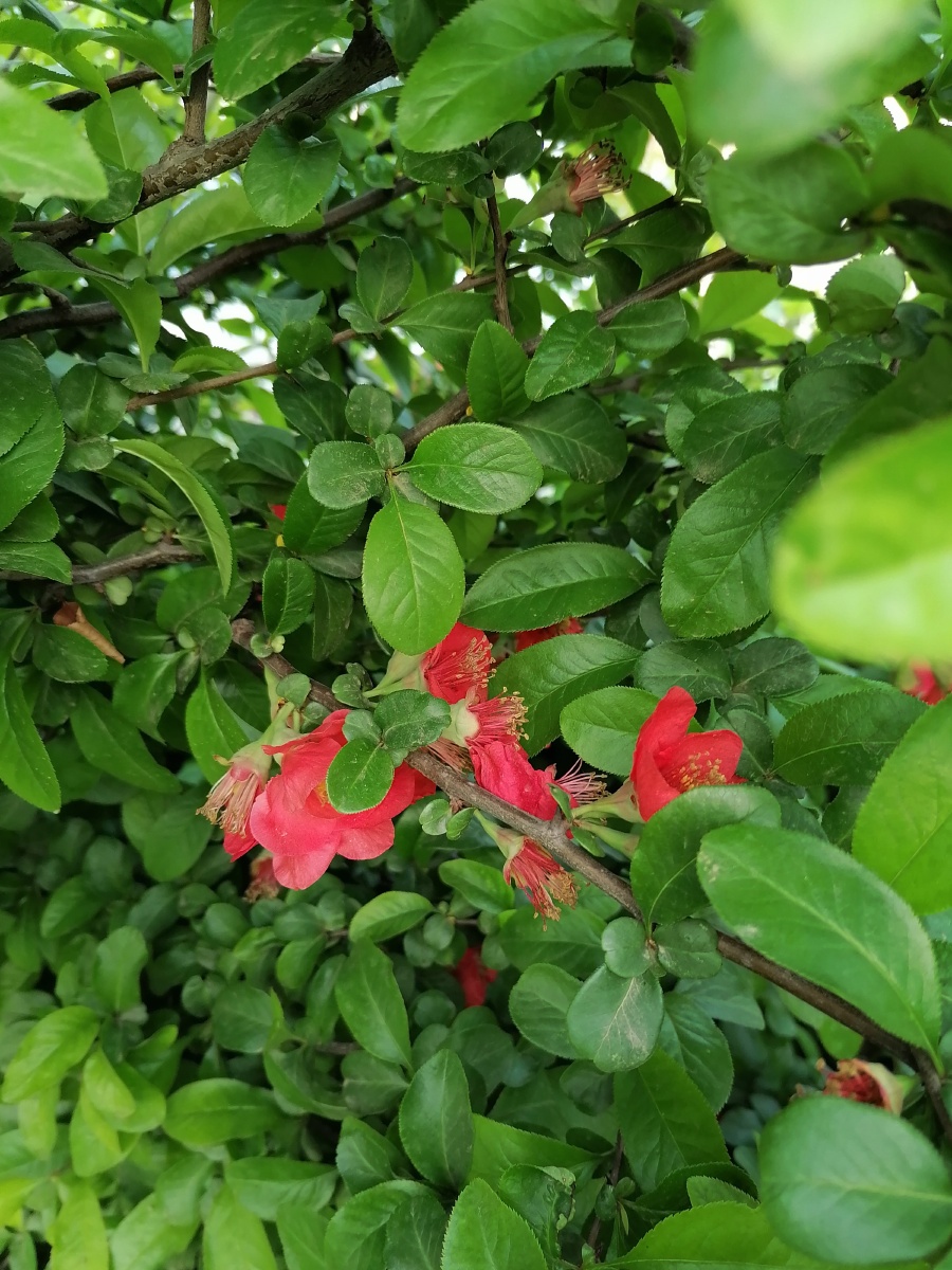 绿叶丛中一点红