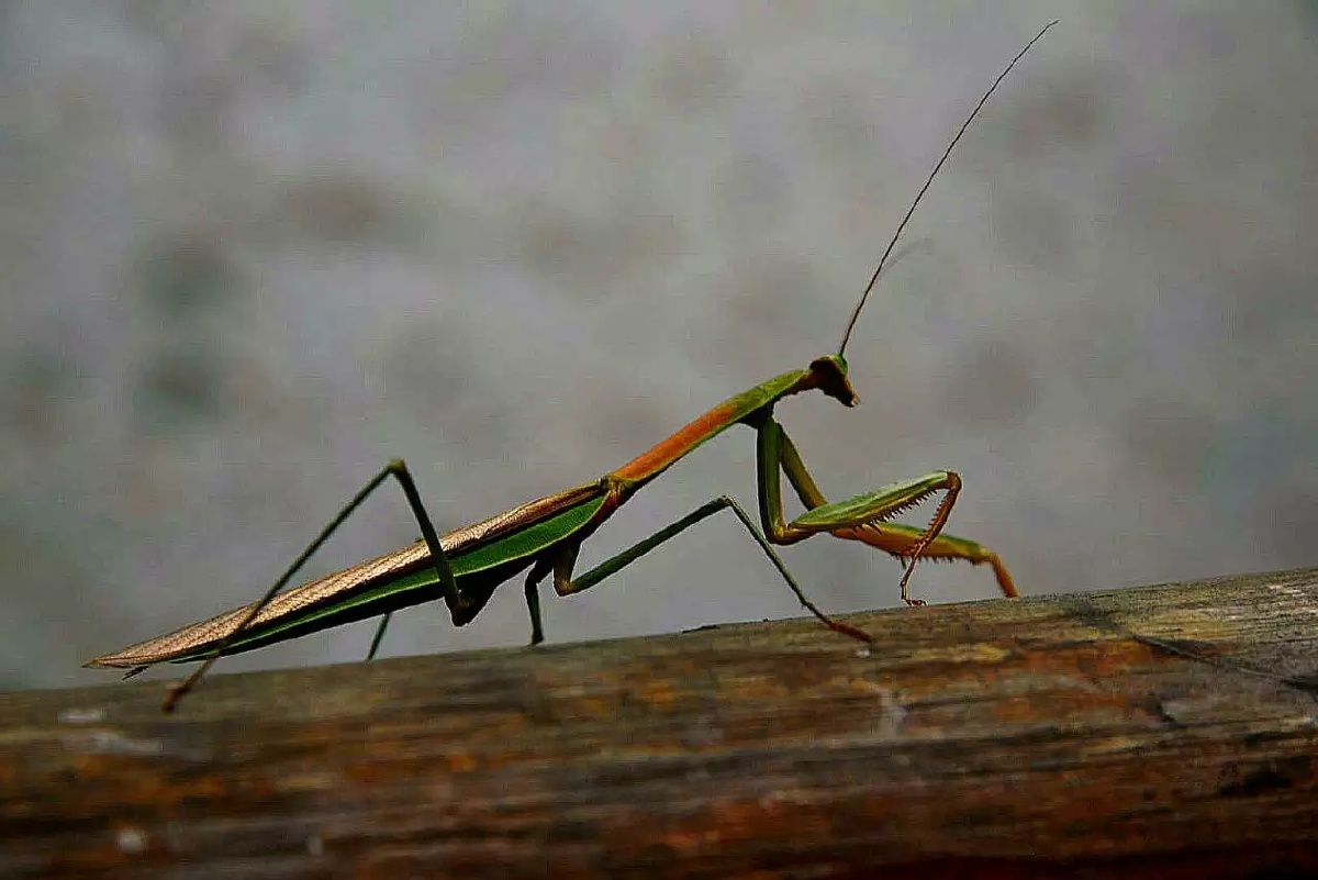 风风6392020年11月8日1315关注螳螂昆虫摄影圈子卖图晒单分享中国昆虫