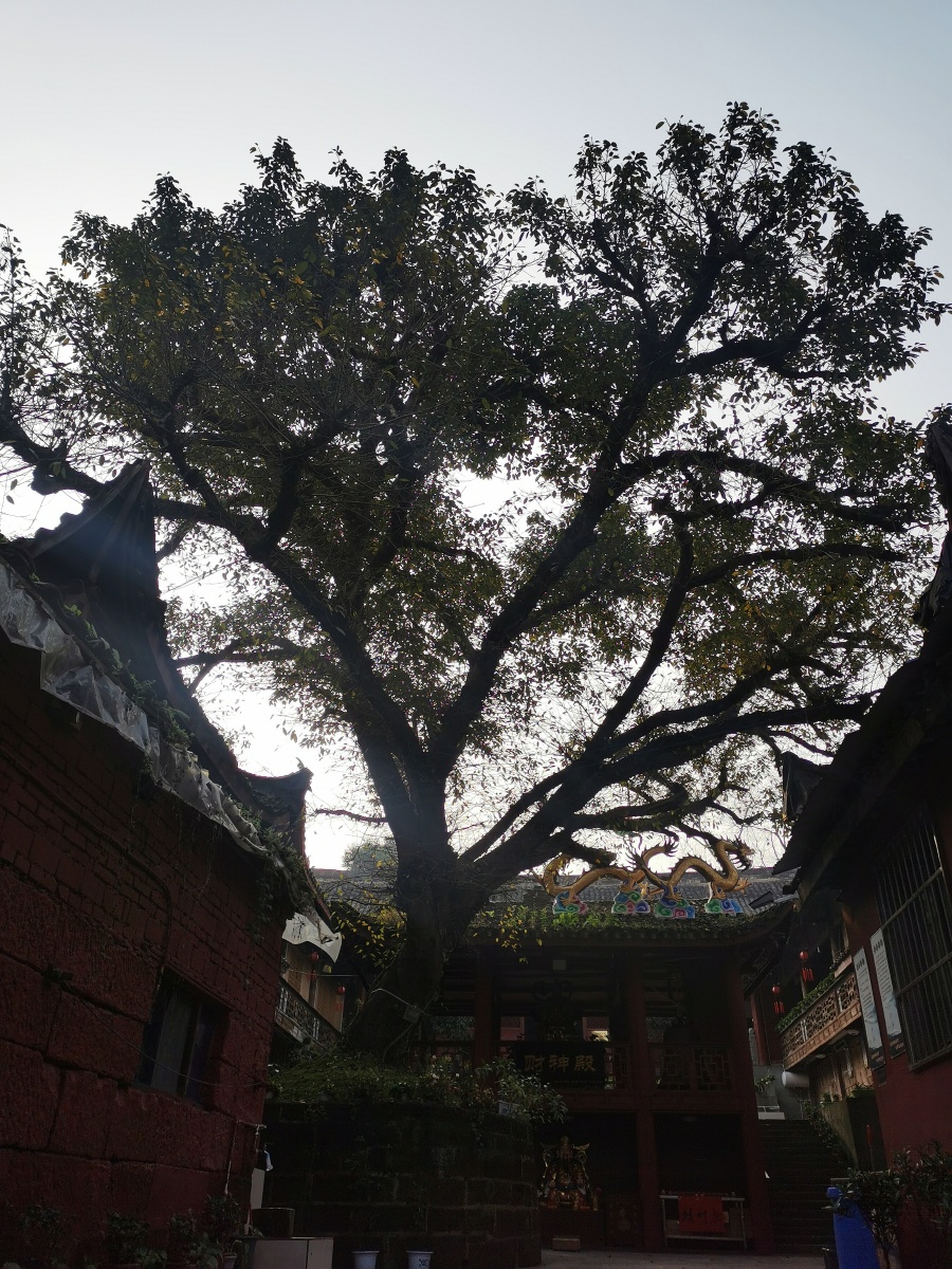简阳61涌泉寺九龙许愿树听说刘禅的出生就是对着这棵树许愿的