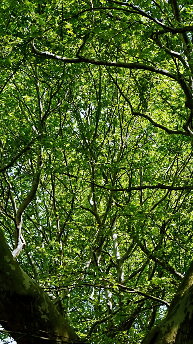 法国梧桐枝繁叶茂有点赞入夏的感觉了