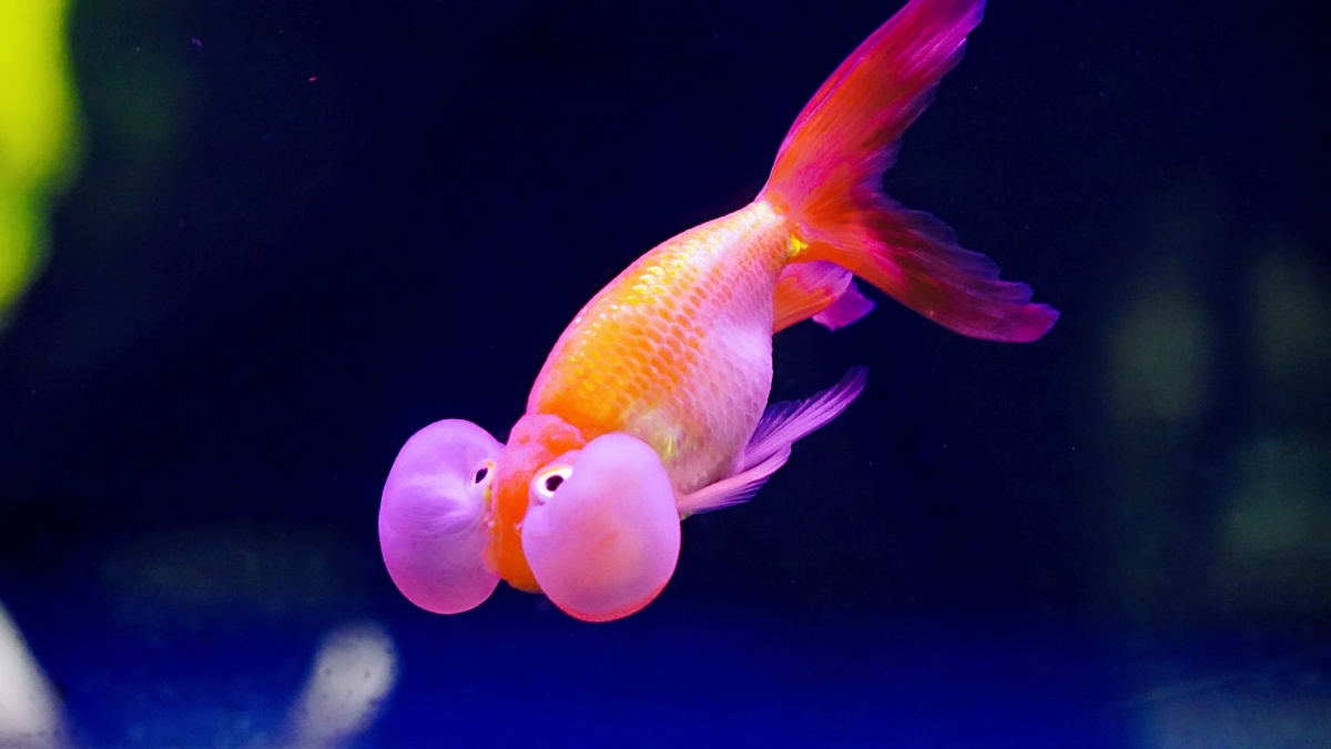 拍摄于上海动物园金鱼馆