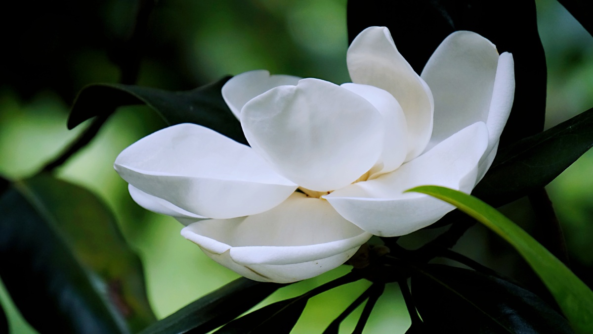 木兰花依旧灿烂香味且淡且浓