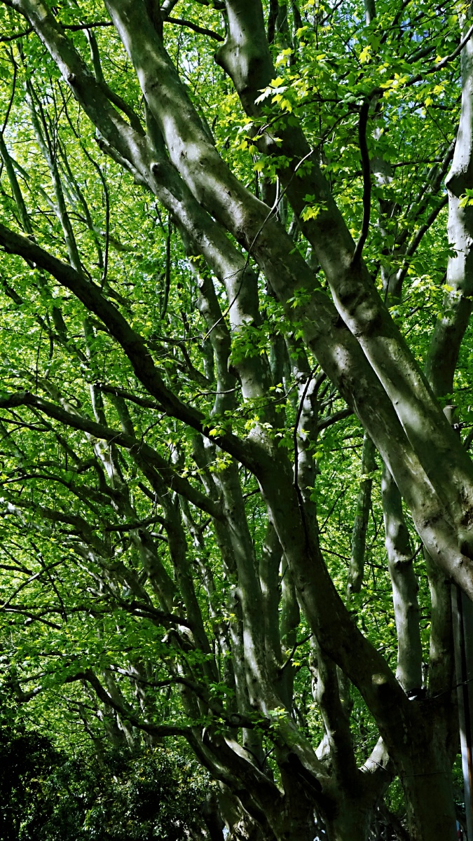 法国梧桐枝繁叶茂有点赞入夏的感觉了
