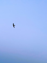 64F2EB65-F630-4339-9BC1-ECBEFEFBA9F7/L0/001