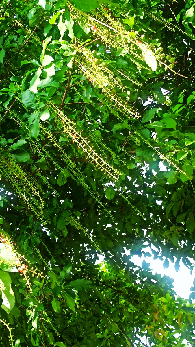 唐朝景观树:玉蕊 - 林杰杏