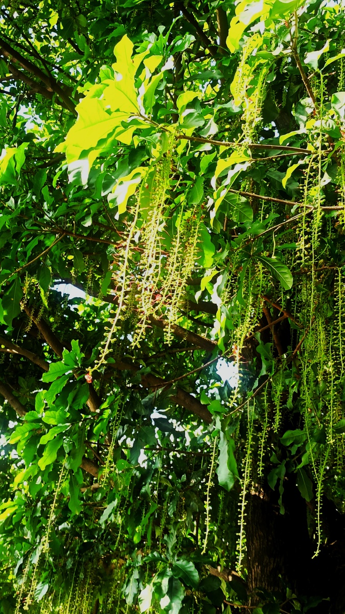 唐朝景观树玉蕊