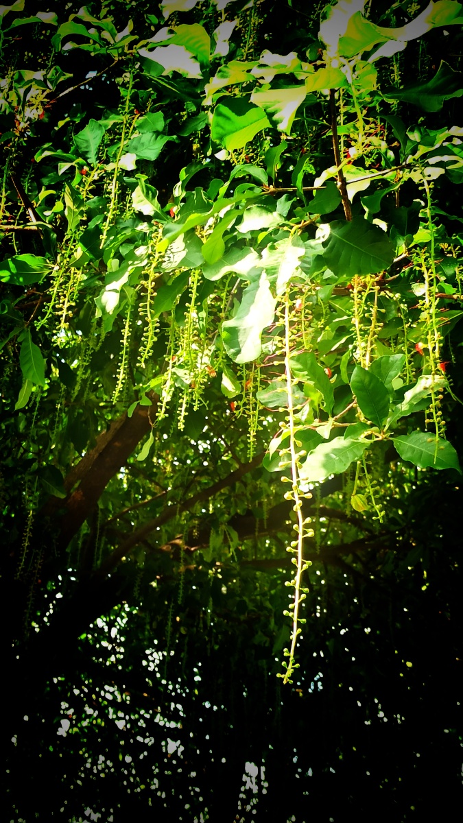 唐朝景观树:玉蕊 - 林杰杏