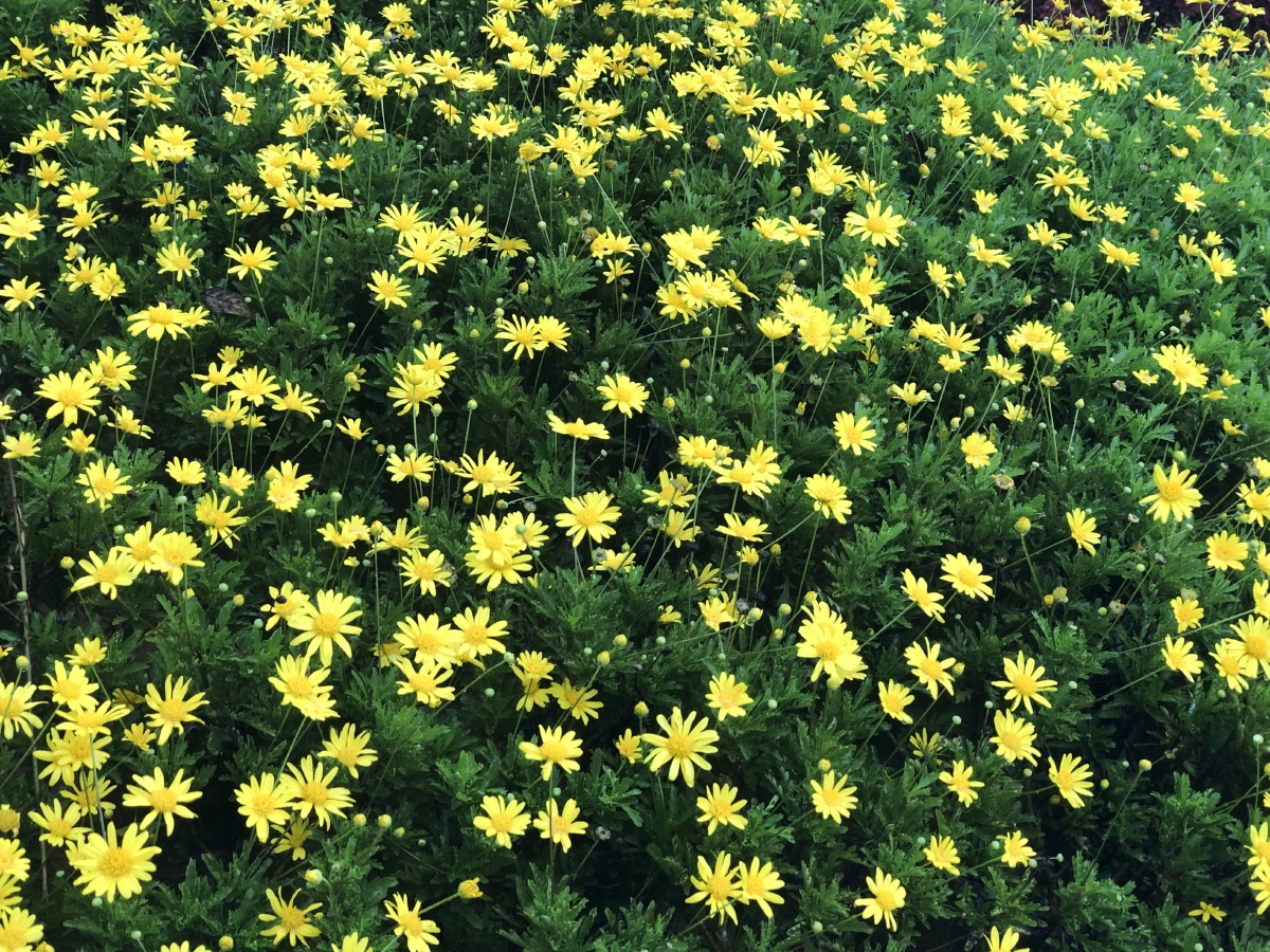 雨后的金黄色小野菊清新自然淡雅脱俗