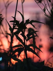 033F297B-9E12-4450-8593-CF4CCB0028E5/L0/001