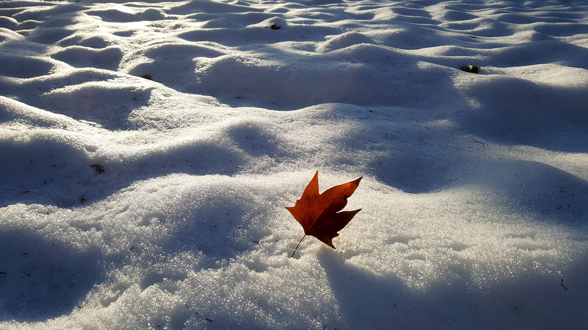 落在雪地上的树叶