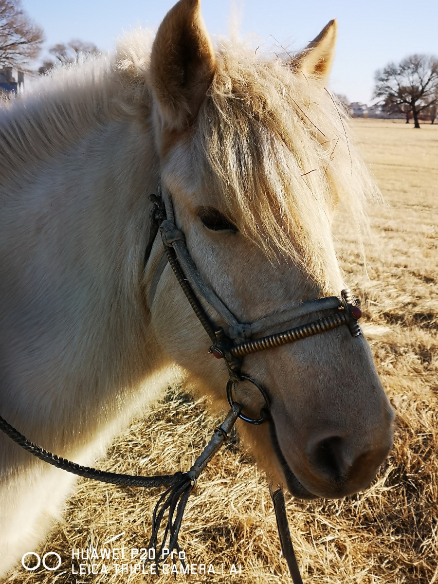 蒙古矮马好可爱