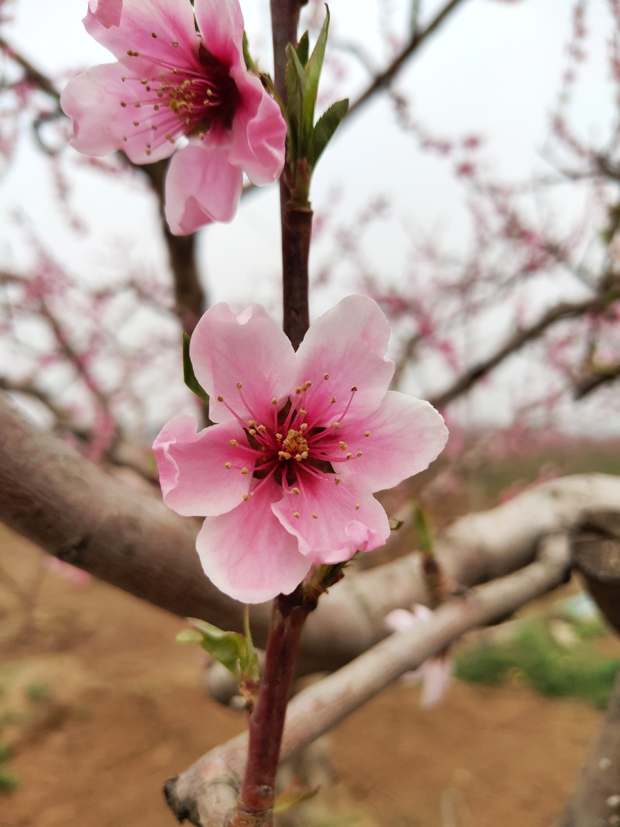 六瓣桃花 - 张文顺 - 图虫