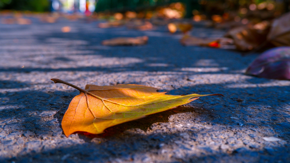 扫街日记02秋意浓落叶初秋总是温柔日间把夏天留下日落后还带秋风