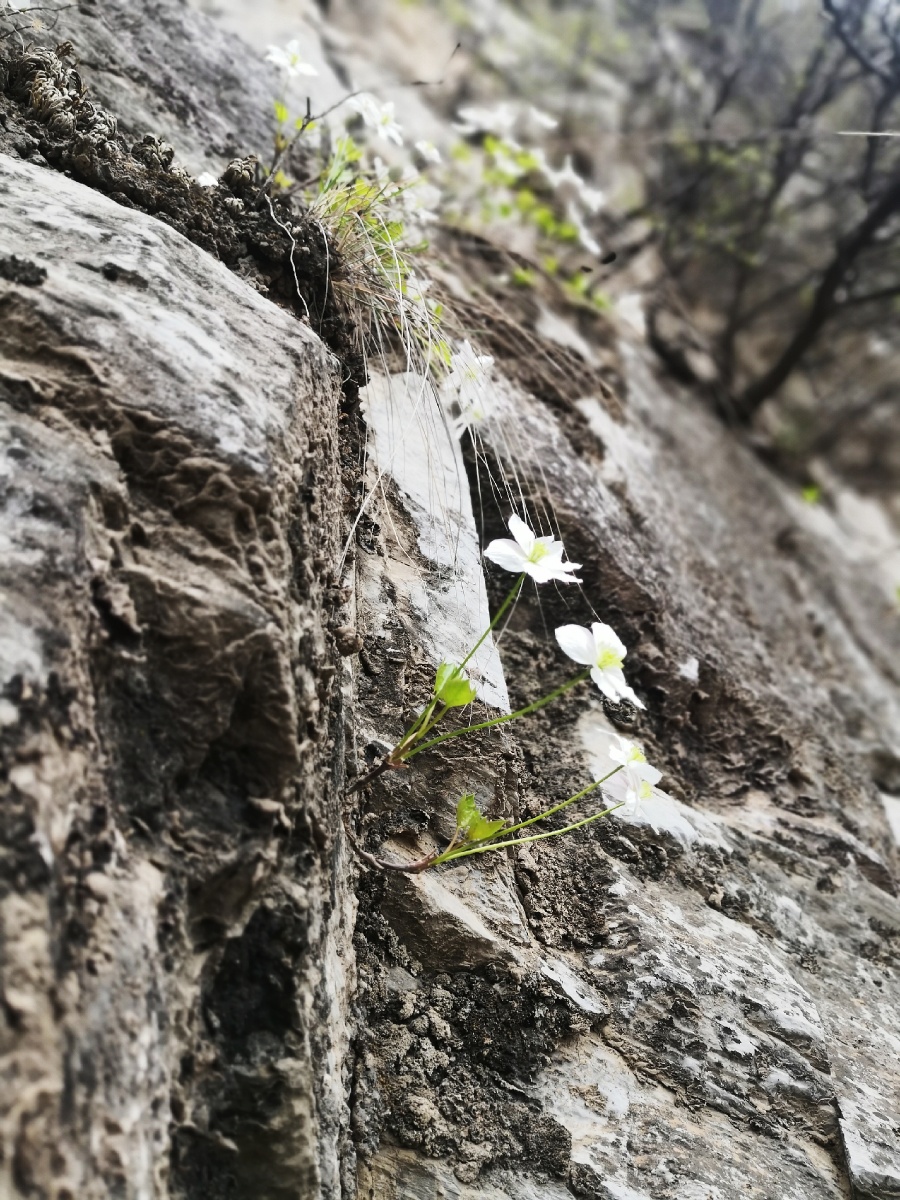 春色纯洁顽强坚韧不拔