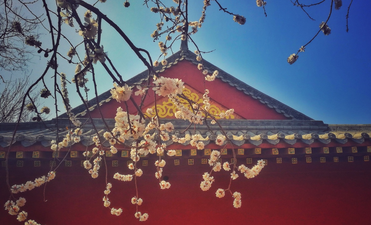 桃花寺里桃花庵