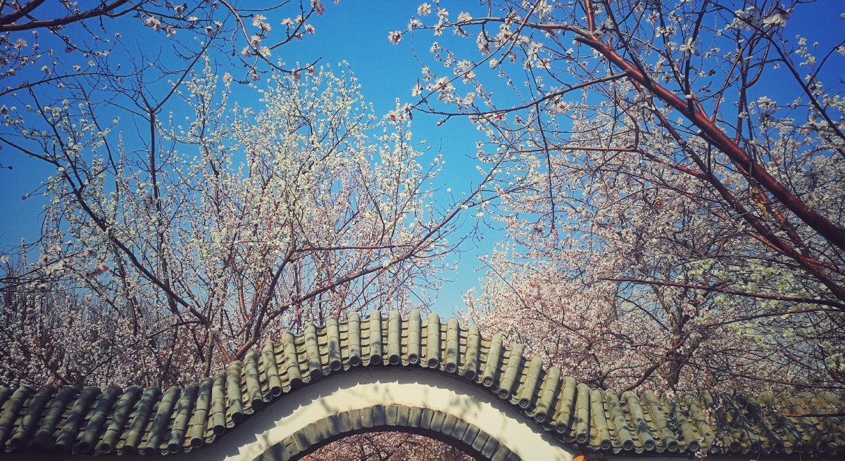 桃花寺里桃花庵