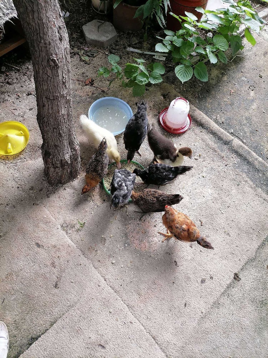 小鸡出生一周精心饲养5个月的已经变成成鸡了