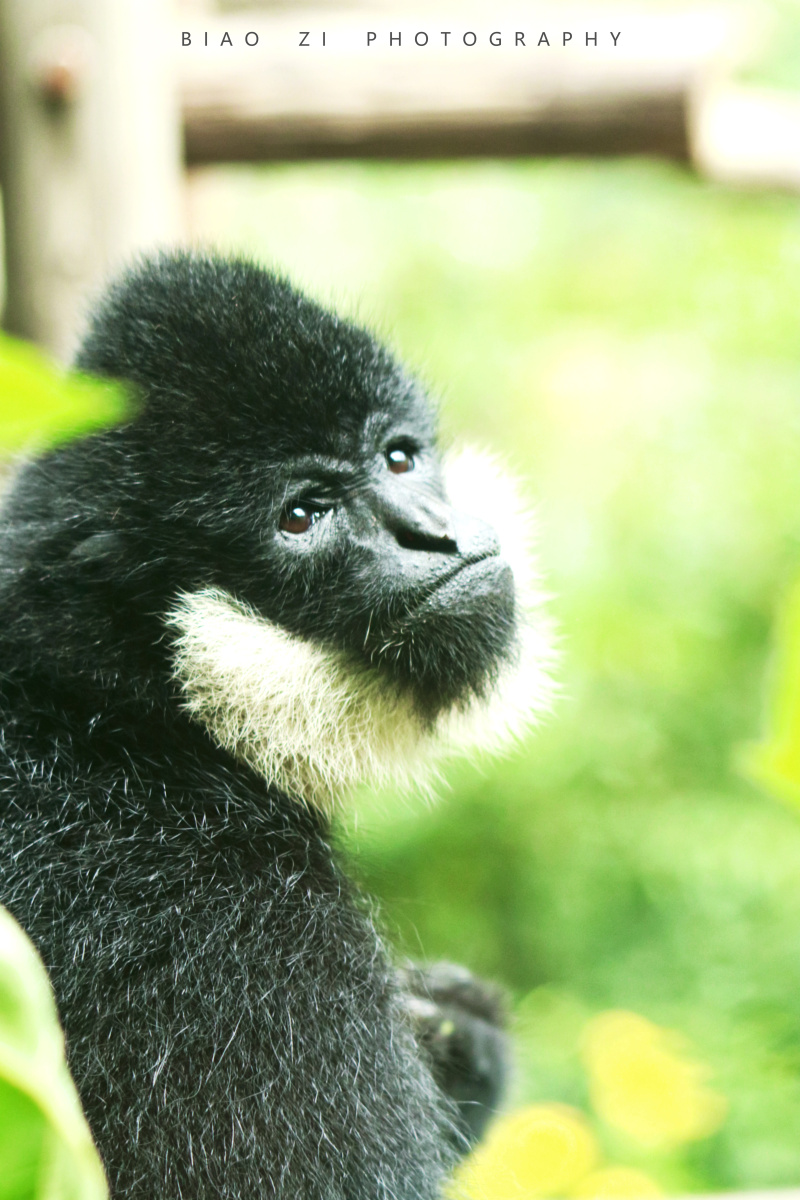 白颊长臂猿 - 彪子biao - 图虫