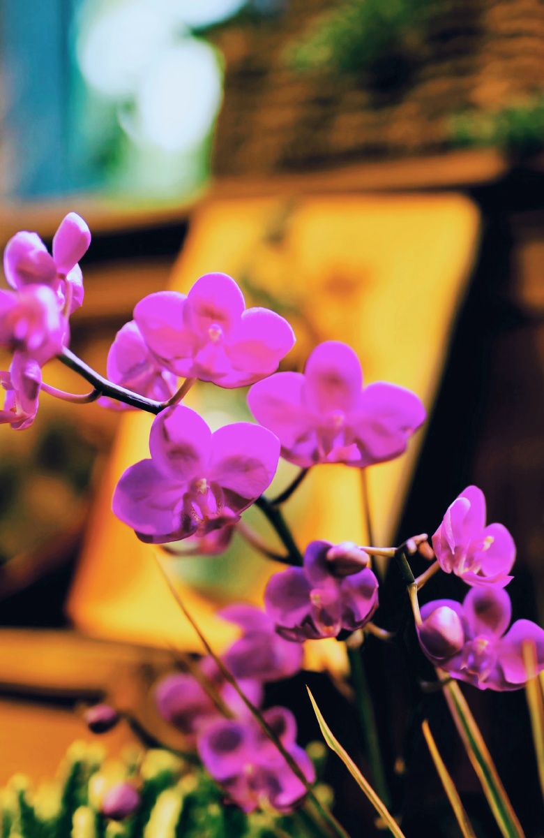 花卉小景场景文瀛公园