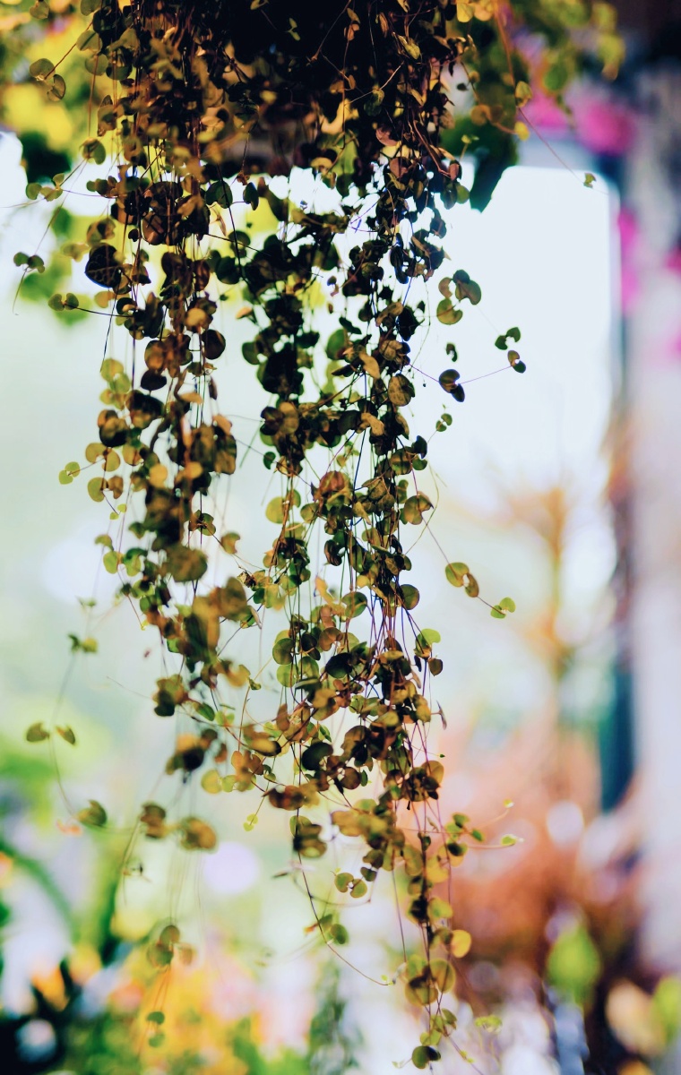 花卉小景场景文瀛公园