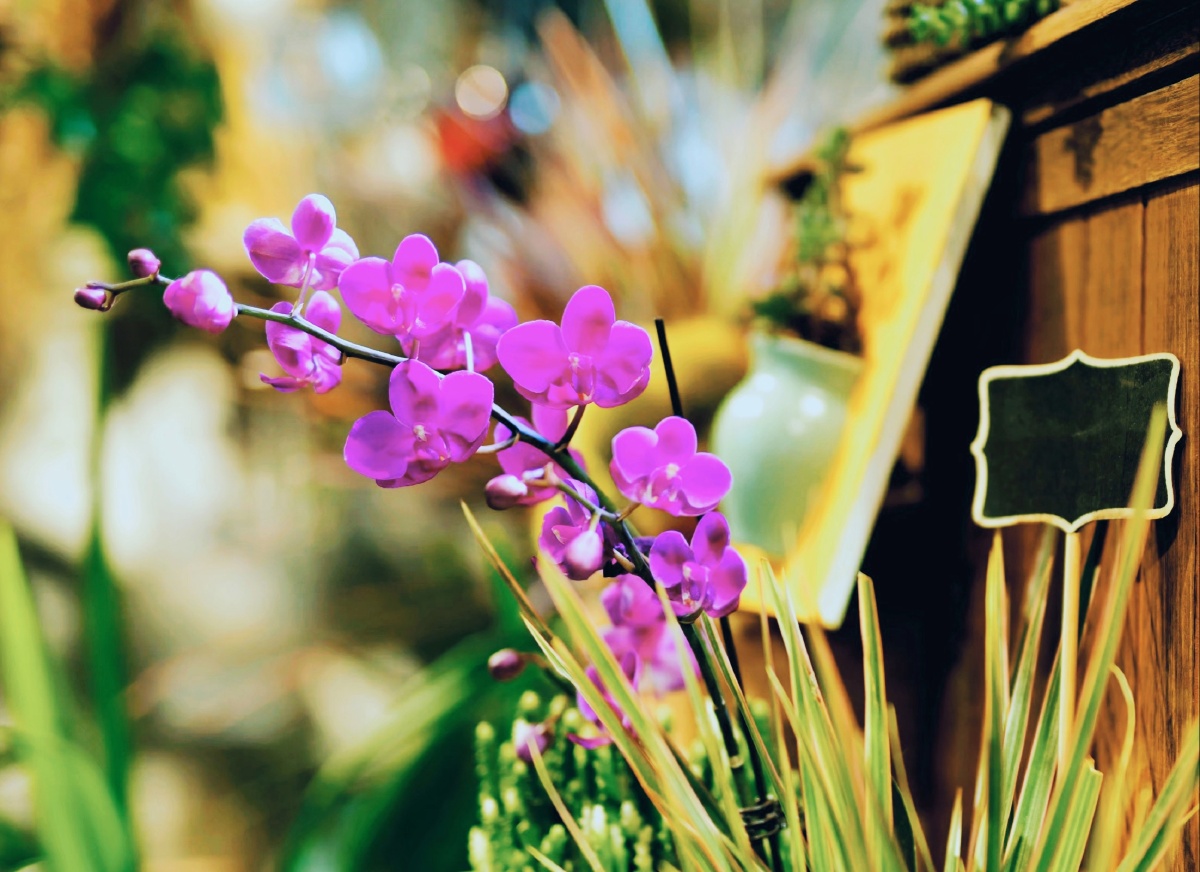 花卉小景场景文瀛公园