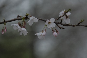 4F119534-D9FB-4D5E-AE27-9CF337AA086F/L0/001