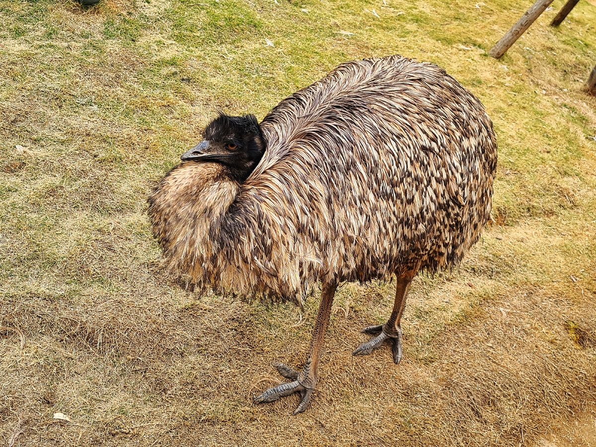 澳洲鸵鸟鸸鹋