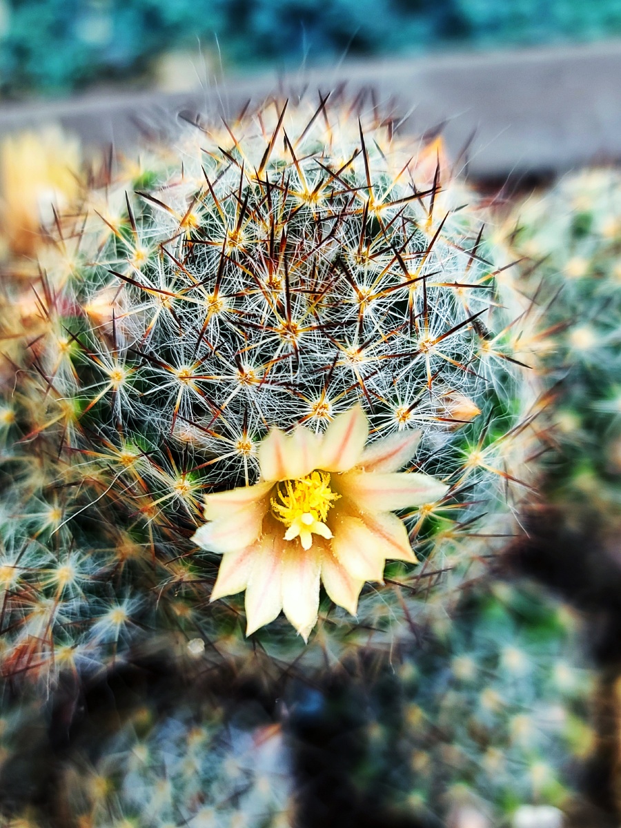 仙人球花 - 禾竹兔子 - 图虫