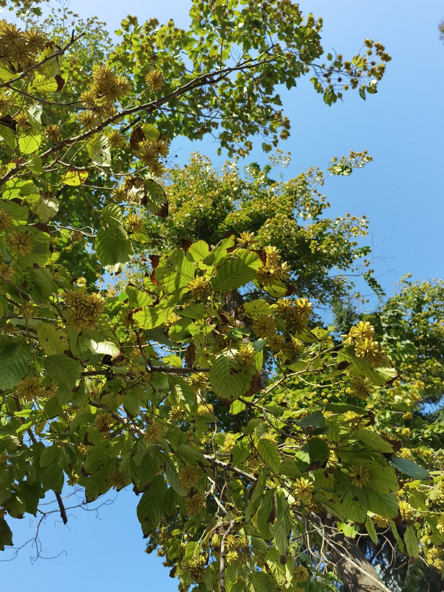 喜树,旱莲 - 某不语 - 图虫