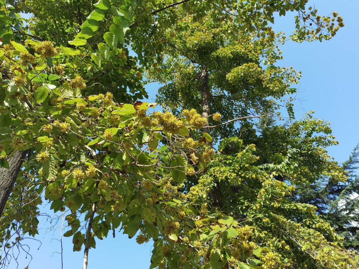 喜树,旱莲 - 某不语 - 图虫