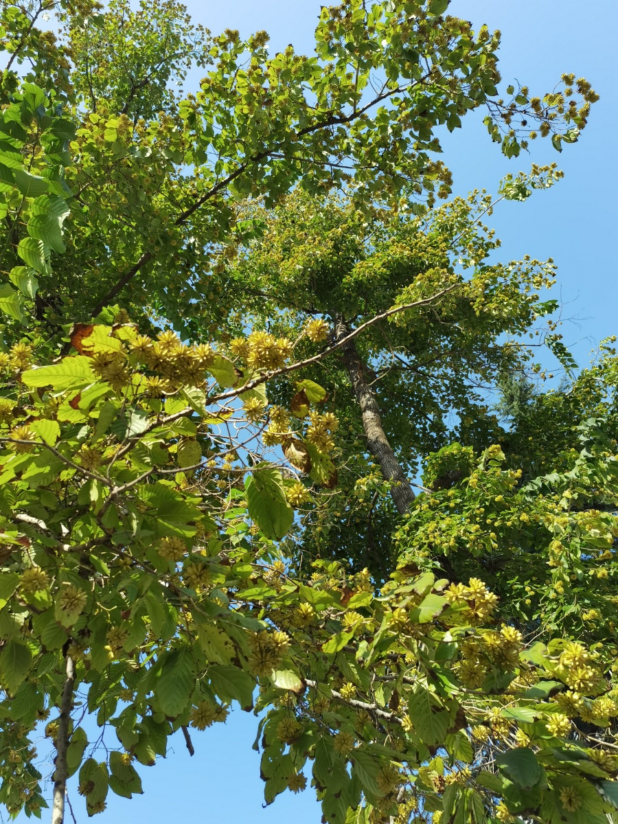 喜树,旱莲 - 某不语 - 图虫